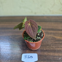 Load image into Gallery viewer, #R60 Anthurium (Papillilaminum x Black Sensation) x