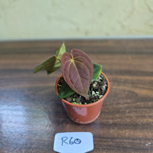 Load image into Gallery viewer, #R60 Anthurium (Papillilaminum x Black Sensation) x