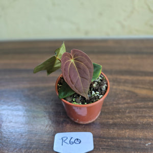 #R60 Anthurium (Papillilaminum x Black Sensation) x