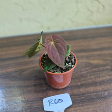 Load image into Gallery viewer, #R60 Anthurium (Papillilaminum x Black Sensation) x