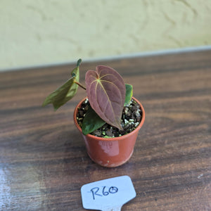 #R60 Anthurium (Papillilaminum x Black Sensation) x