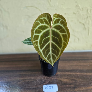#R27 Anthurium Crystallinum x