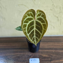 Load image into Gallery viewer, #R27 Anthurium Crystallinum x