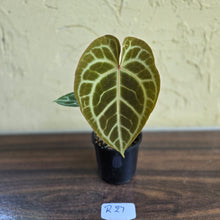 Load image into Gallery viewer, #R27 Anthurium Crystallinum x