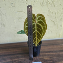 Load image into Gallery viewer, #R27 Anthurium Crystallinum x