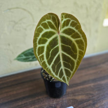 Load image into Gallery viewer, #R27 Anthurium Crystallinum x