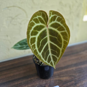 #R27 Anthurium Crystallinum x