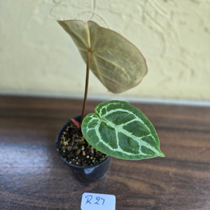 #R27 Anthurium Crystallinum x