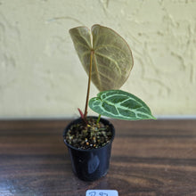 Load image into Gallery viewer, #R27 Anthurium Crystallinum x