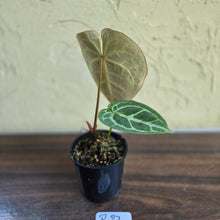 Load image into Gallery viewer, #R27 Anthurium Crystallinum x