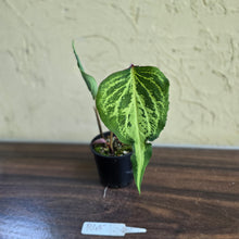 Load image into Gallery viewer, #R483 Caladium