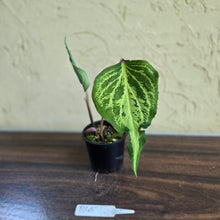 Load image into Gallery viewer, #R483 Caladium