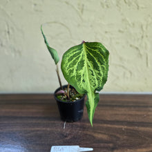 Load image into Gallery viewer, #R483 Caladium