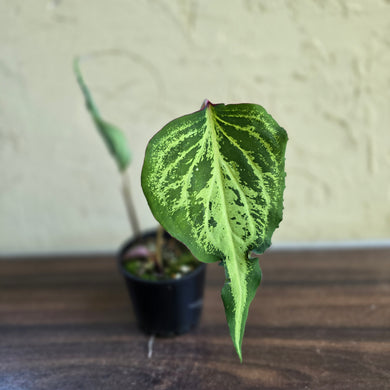 #R483 Caladium
