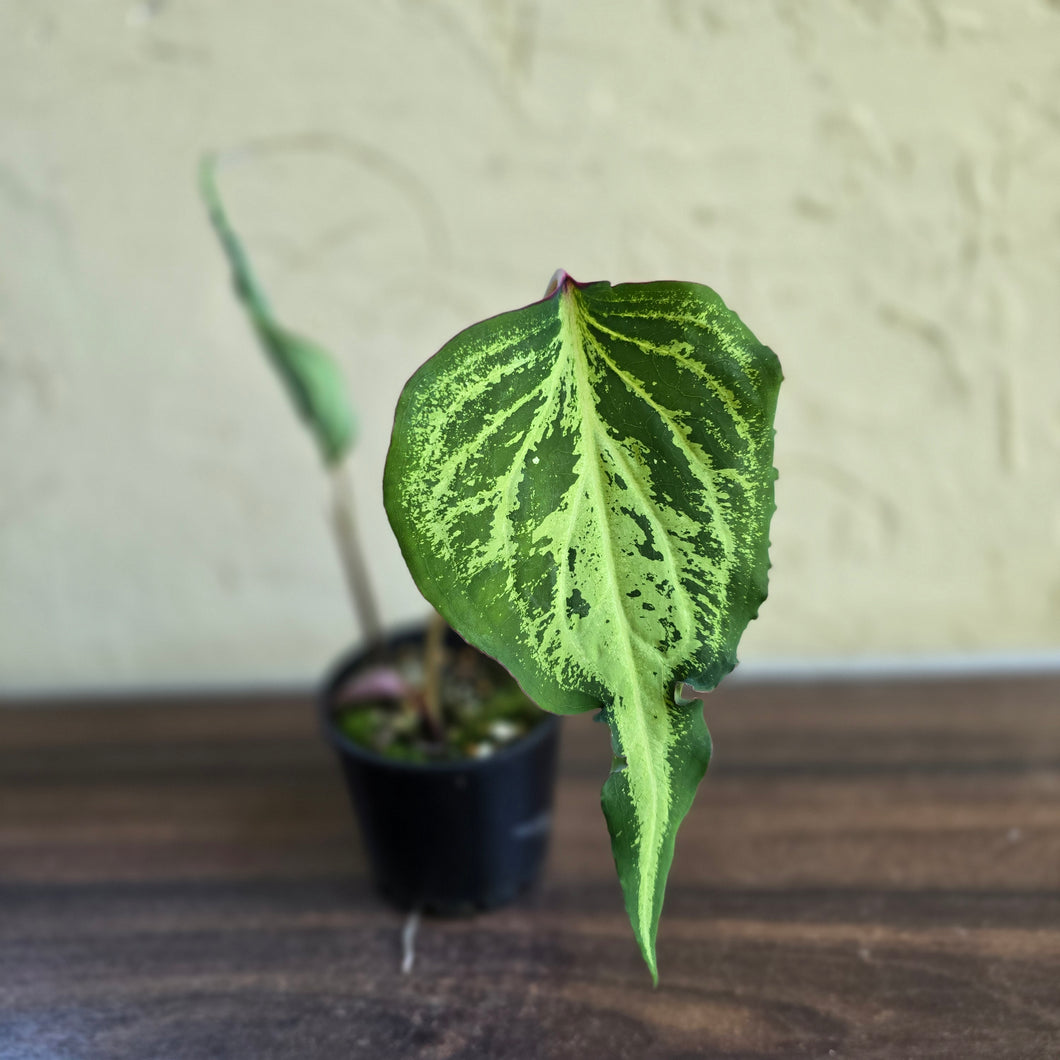 #R483 Caladium