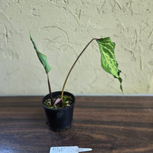 Load image into Gallery viewer, #R483 Caladium