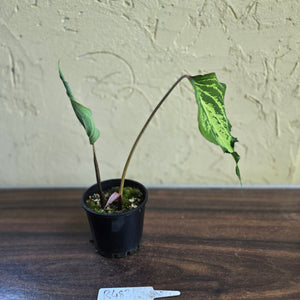 #R483 Caladium