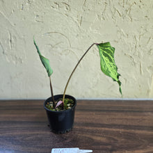 Load image into Gallery viewer, #R483 Caladium