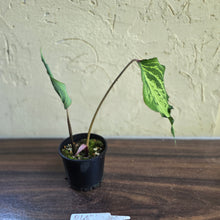 Load image into Gallery viewer, #R483 Caladium