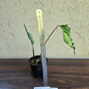#R483 Caladium
