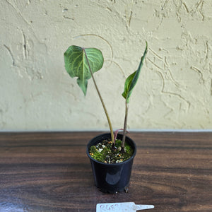 #R483 Caladium