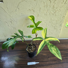Load image into Gallery viewer, #D228 Philodendron Florida Beauty