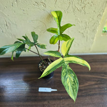Load image into Gallery viewer, #D228 Philodendron Florida Beauty