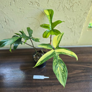 #D228 Philodendron Florida Beauty