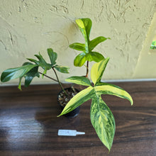 Load image into Gallery viewer, #D228 Philodendron Florida Beauty