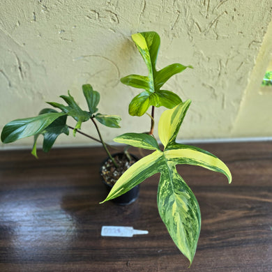#D228 Philodendron Florida Beauty