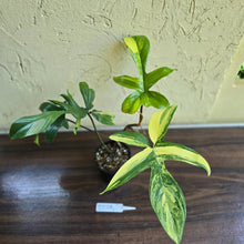 Load image into Gallery viewer, #D228 Philodendron Florida Beauty