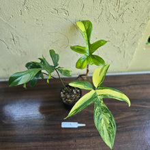 Load image into Gallery viewer, #D228 Philodendron Florida Beauty