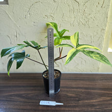 Load image into Gallery viewer, #D228 Philodendron Florida Beauty