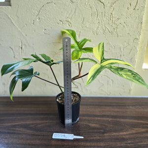 #D228 Philodendron Florida Beauty