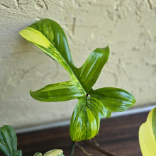 Load image into Gallery viewer, #D228 Philodendron Florida Beauty