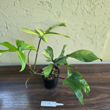 Load image into Gallery viewer, #D228 Philodendron Florida Beauty