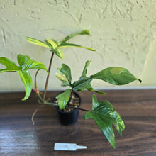 Load image into Gallery viewer, #D228 Philodendron Florida Beauty