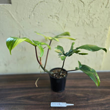Load image into Gallery viewer, #D228 Philodendron Florida Beauty