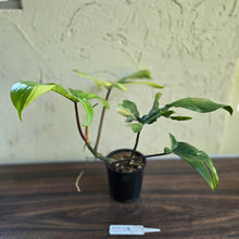 Load image into Gallery viewer, #D228 Philodendron Florida Beauty