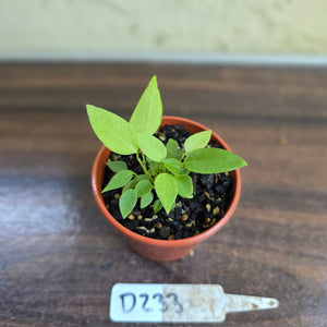 #D233 Multiple Anthurium Pallidiflorum Seedlings