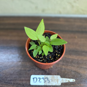 #D233 Multiple Anthurium Pallidiflorum Seedlings