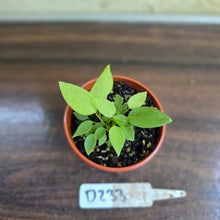 Load image into Gallery viewer, #D233 Multiple Anthurium Pallidiflorum Seedlings