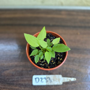 #D233 Multiple Anthurium Pallidiflorum Seedlings