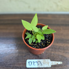Load image into Gallery viewer, #D233 Multiple Anthurium Pallidiflorum Seedlings