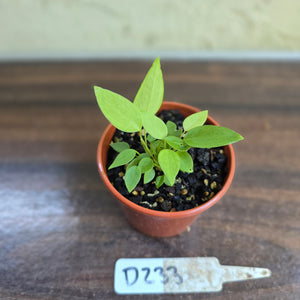 #D233 Multiple Anthurium Pallidiflorum Seedlings
