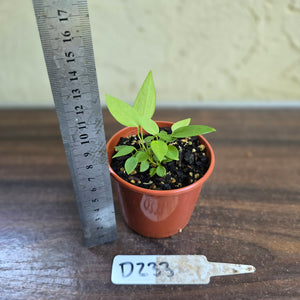 #D233 Multiple Anthurium Pallidiflorum Seedlings