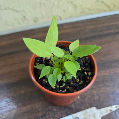 #D233 Multiple Anthurium Pallidiflorum Seedlings