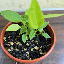 Load image into Gallery viewer, #D233 Multiple Anthurium Pallidiflorum Seedlings