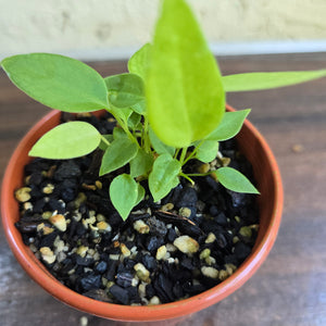 #D233 Multiple Anthurium Pallidiflorum Seedlings