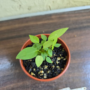 #D233 Multiple Anthurium Pallidiflorum Seedlings